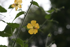 Abutilon persicum